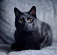Fotografía de un gato negro en el hogar, con motivo del Día del gato negro en Colombia y las medidas de protección animal.