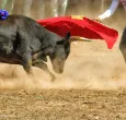 Manizales aplaza Corridas De Toros por normativa nacional antitaurina