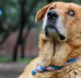 Corte prohíbe sacrificar animales por vejez extrema. Foto: Alcaldía de Bogotá.