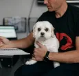 ¿Puede llevar a su perro o gato al trabajo? Estas son las reglas que Colombia está por definir