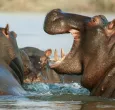 ¿Que-hacer-con-los-hipopotamos-en-Colombia_.jpg