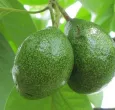 Aguacate.-Foto_-Colprensa..jpg