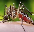 Dengue-en-el-Tolima.-Foto_-Colprensa.jpg