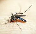 El-cambio-climatico-favorece-casos-de-dengue-y-chikungunya-alerta-la-OMS.jpg