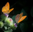 Mariposas-Colombia-Especies.jpg