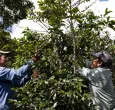 Mas-de-150-recolectores-de-cafe-se-beneficiaran-con-programas-laborales.jpg