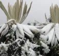 Nevada-Paramo-de-Sumapaz.jpg