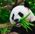 Oso-Panda-China.jpg