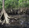 Preguntas-que-deberiamos-hacernos-sobre-los-manglares-en-Colombia-1.jpg