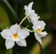 Regresa-la-Exposicion-Nacional-de-Orquideas.jpg