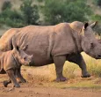 Rinoceronte-Caza-Aumento.jpg