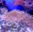 coral-1053834_1280.jpg