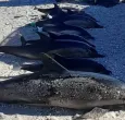delfines-muertos-argentina.jpg