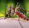 dengue-1.jpg