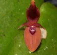 orquidea-nueva.jpg