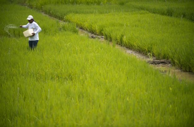 Cultivador de arroz.
