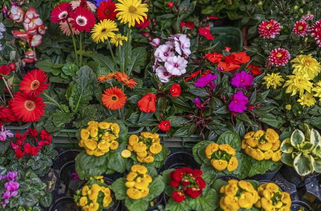 Café, flores y aceite de palma impulsaron exportaciones del sector agro