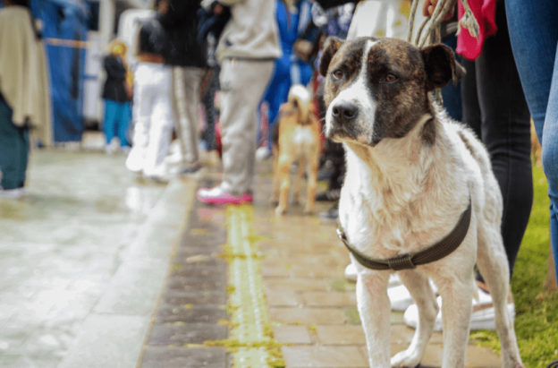 Los animales son seres sintientes y no cosas: Corte Constitucional