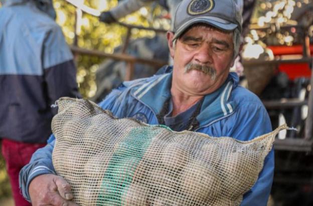 MinAgricultura ofrece alivios al sector papero: condonaciones de hasta el 100%