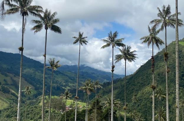 Valle del Cocorá. / Foto: ProColombia.