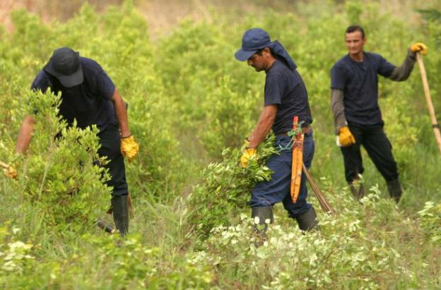 sustitución de cultivos ilícitos en Nariño
