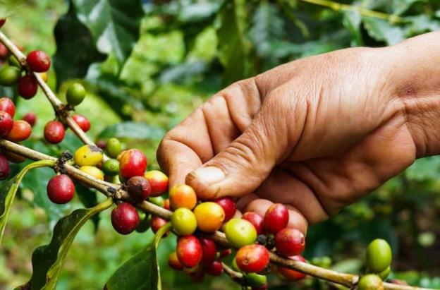 Colombia logra la mayor producción cafetera en tres décadas