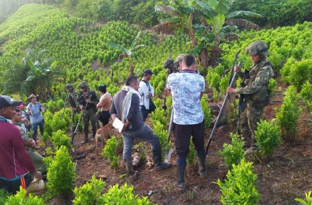 Brigada Móvil N.37 destruye 2 semilleros ilegales con cocaína y desactiva artefacto explosivo en