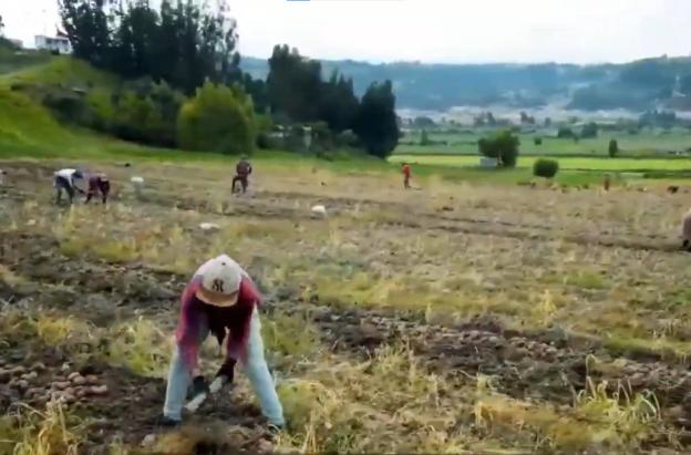 Convocatoria fondo emprender para firmantes de paz que trabajan en el campo