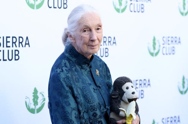 Jane Goodall. / Foto: AFP.