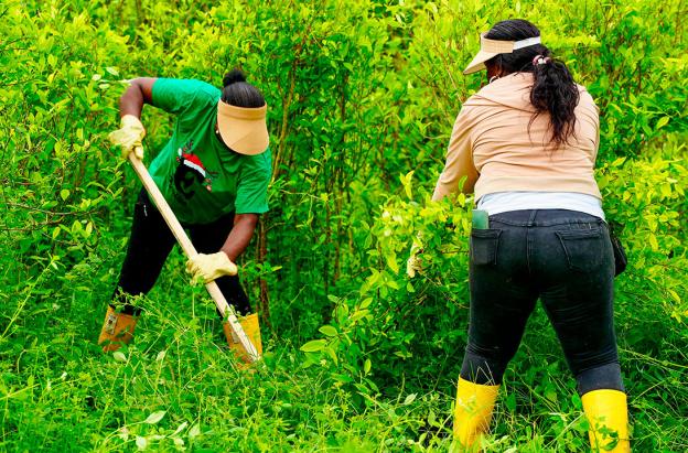 Consejos comunitarios Tumaco pactan erradicación voluntaria de coca.