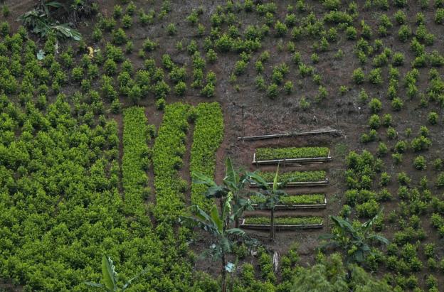Monitoreo de la ONU ha sobreestimado cultivos coca hasta un 901 %.