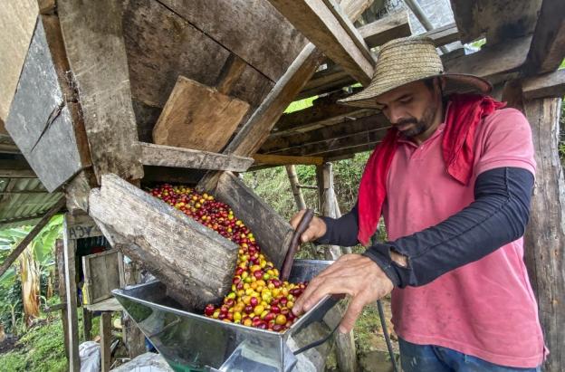 Café lidera el crecimiento en exportaciones en 2025 y supera a los combustibles 