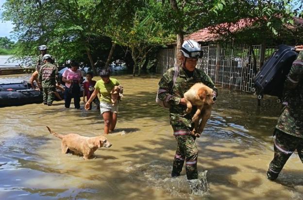Animales rescatados en Córdoba. / Foto: Ejército.