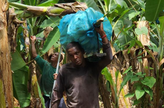 En 2025, la agroindustria en Colombia creció 31%.