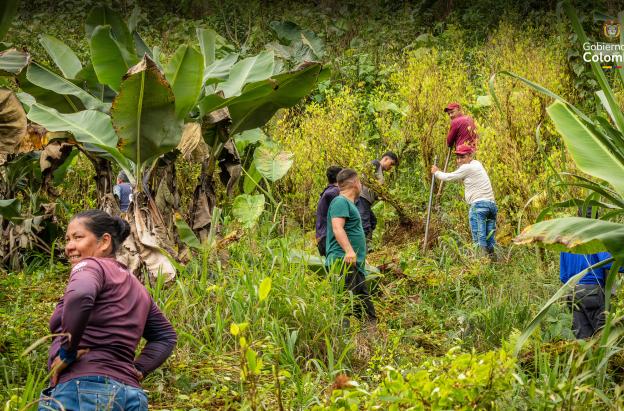 Gobierno firma acuerdo de sustitución de coca con disidencia FARC.