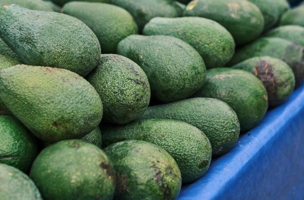 Exportaciones de aguacate hass colombiano se disparan 45,7% 