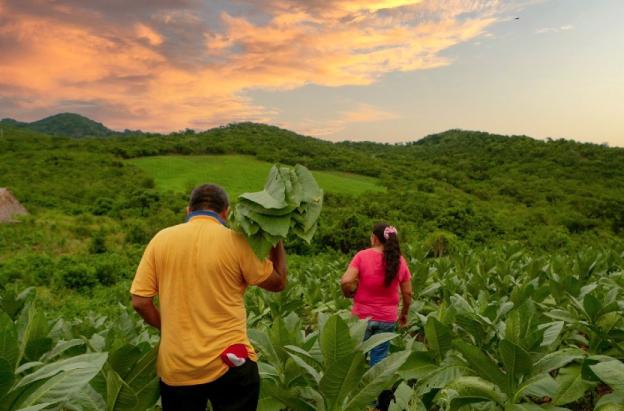 Agencia Nacional de Tierras recupera 427 hectáreas en Antioquia
