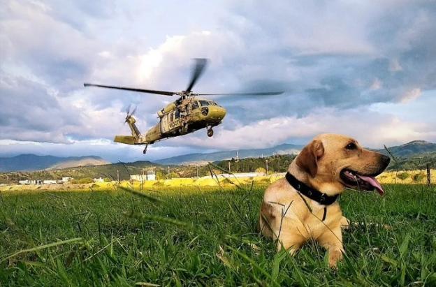 Ejército gradúa 38 nuevos enfermeros caninos.