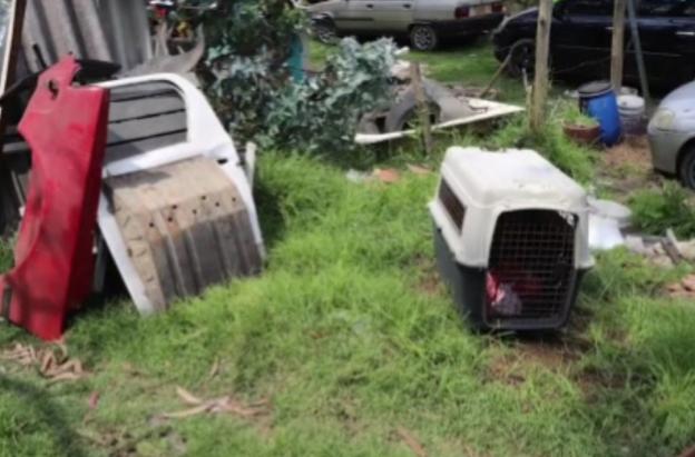 Cae red de pelea de perros. / Foto: Captura de video.