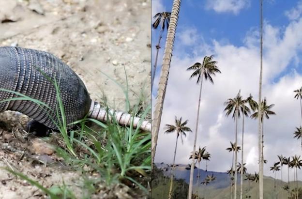 Tráfico ilegal de fauna en Semana Santa: Alerta del Ministerio de Ambiente