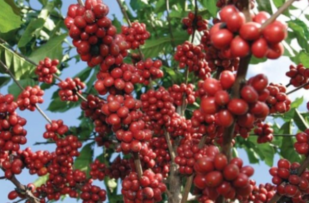fotografía de primer plano de un cafeto cargado de granos para cosechar