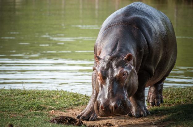 Hipopótamo. / Foto: MinAmbiente.