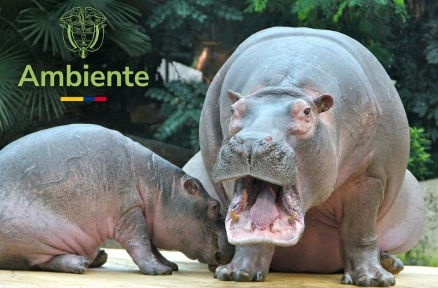 Hipopótamos MinAmbiente 