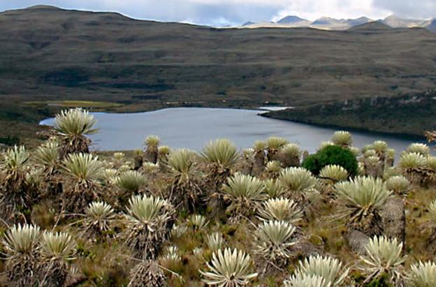 Parque Natural Sumapaz. / Foto: Parque Natural Sumapaz.