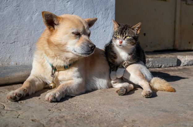 UE prohíbe cortar orejas y colas: una ley histórica cambia para siempre la vida de millones de mascotas