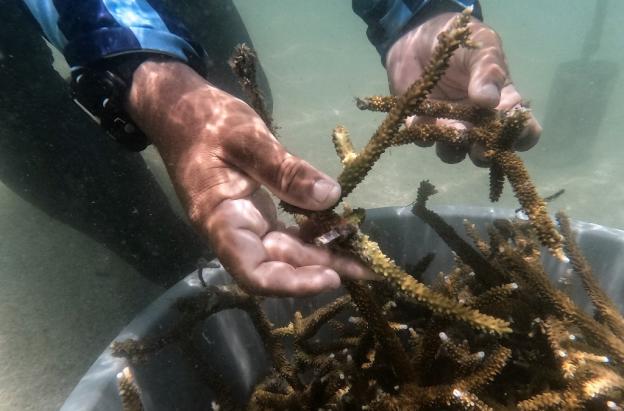 Cómo antiguos pescadores ahora siembran corales para salvar el Caribe