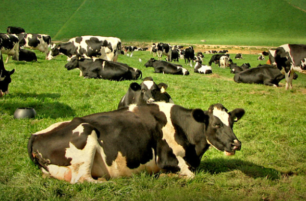 vacas en el campo, una de ellas acostada primer plano cuerpo entero