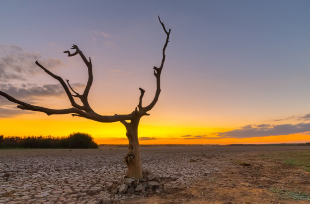 terreno seco, con un árbol seco en primer plano  y al fondo sol