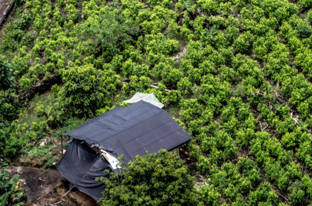 Colombia y ONU acuerdan monitoreo conjunto de la producción de cocaína