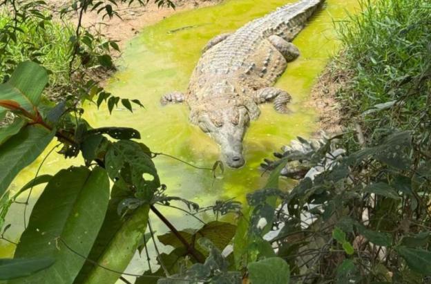 Plan para la liberación del caimán llanero, un reptil al borde de la extinción
